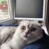 Иконка канала Смешная Мия