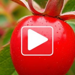 Иконка канала ШИПОВНИК