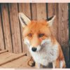 Иконка канала FOX