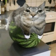 Иконка канала Кот на Арбузе
