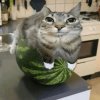 Иконка канала Кот на Арбузе