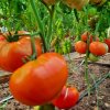 Иконка канала Огород - сад Медведевых