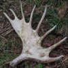 Иконка канала eu.wildlife
