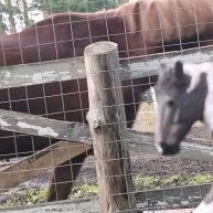 Иконка канала Ksusha I Horse collecta 𓃗