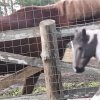 Иконка канала Ksusha I Horse collecta 𓃗