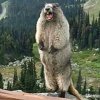 Иконка канала бобр Студио