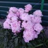 Иконка канала Анна