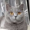 Иконка канала channel - fresh music