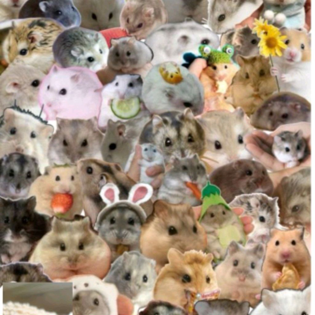 Иконка канала 🐹 Хомачка 🐹
