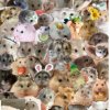Иконка канала 🐹 Хомачка 🐹