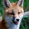 Иконка канала Fun Fox
