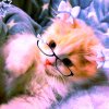 Иконка канала Simka✨✨✨✨✨