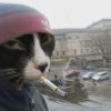 Иконка канала channel55397049