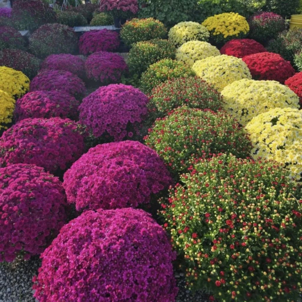 Иконка канала Продажа Цветов 🌺 Свое Хозяйство