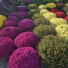 Иконка канала Продажа Цветов 🌺 Свое Хозяйство