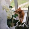 Иконка канала Котяузер и Котодракоша