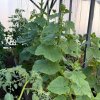 Иконка канала Мой огород