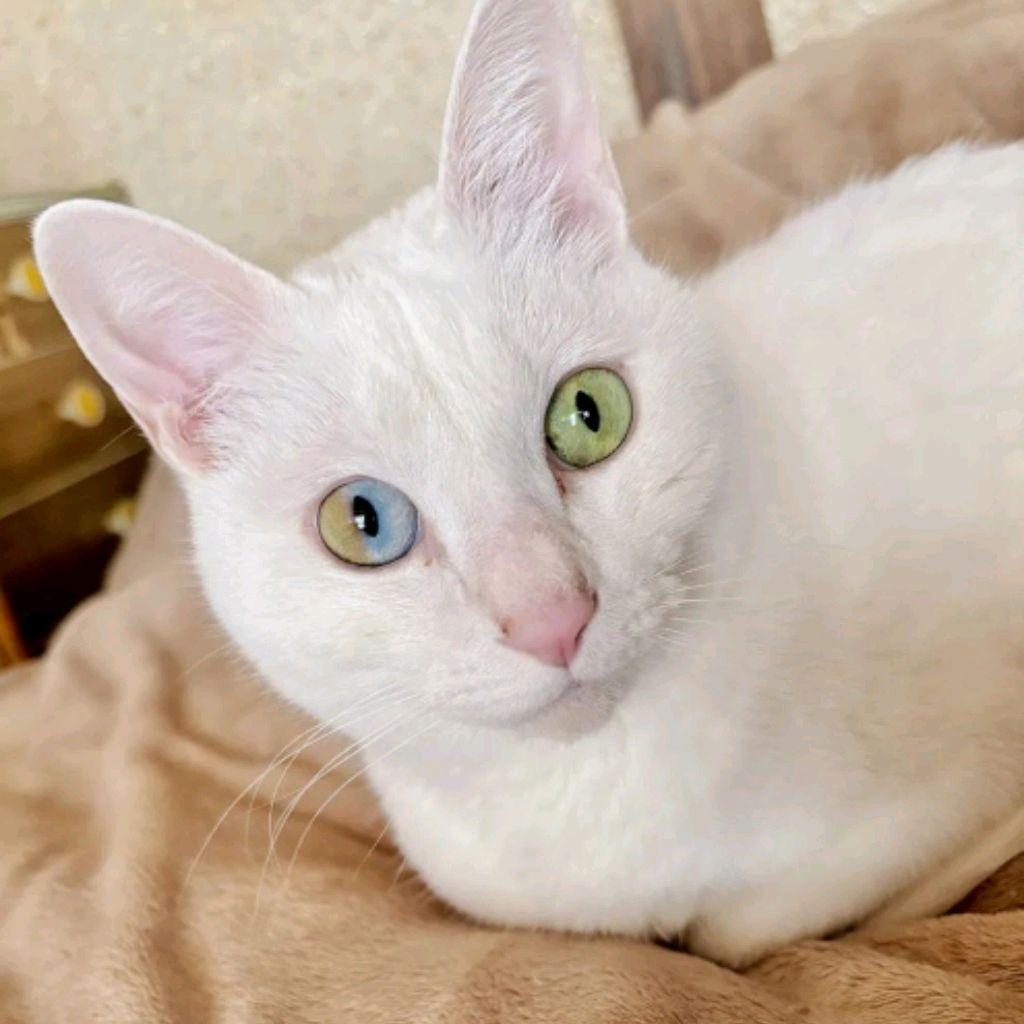 Аватар
