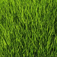 Иконка канала 🌿🏜️ТРАВА🏜️🌿 (На всё лето)