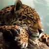 Иконка канала LeoPard