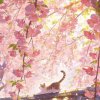 Иконка канала Flower