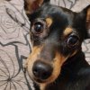 Иконка канала 🐶КИРИЛЛСИК🐶