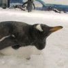 Иконка канала ☭СССР☭
