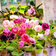 Иконка канала Дом глоксиний и орхидей🥀🌺🌹🌸