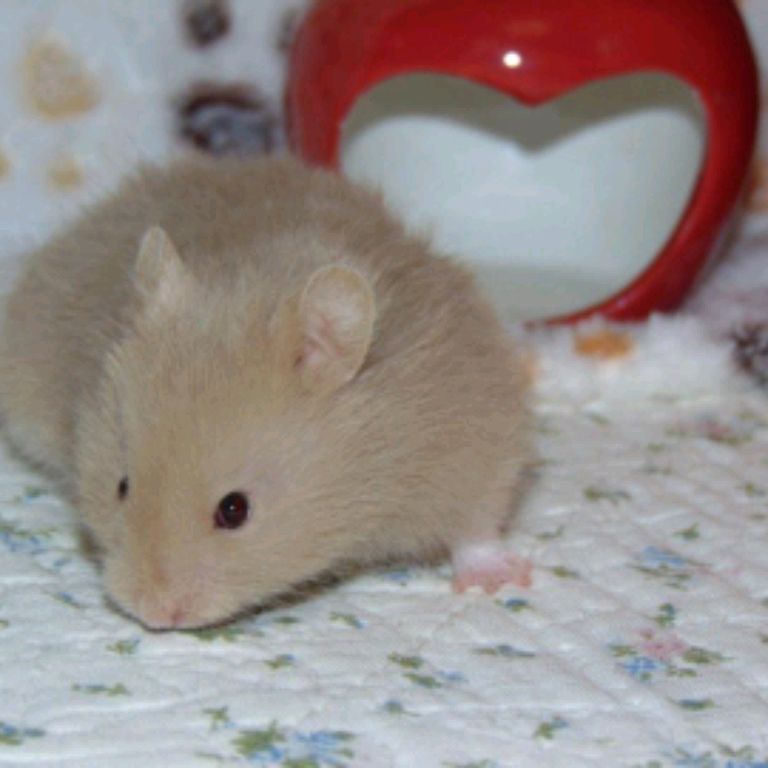 Иконка канала 🐹 Hamster House 🐹