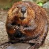 Иконка канала Бобры Так Добры
