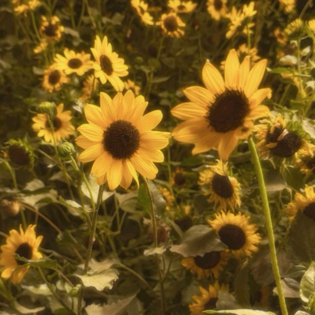 Иконка канала ||sunflower.🌻