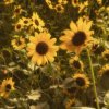Иконка канала ||sunflower.🌻