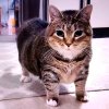 Иконка канала Oiia Cat