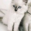 Иконка канала Кошечка Мурка 😽😜💜