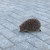 Иконка канала Artemis