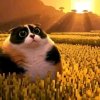 Иконка канала 🪽★Котость★🪽и мяу🪽