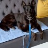 Иконка канала mamdogs