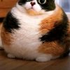 Иконка канала Bobik
