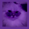 Иконка канала CAT_VASILISA