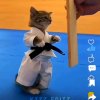 Иконка канала Котсил