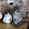 Иконка канала Мам Я Хочу Быть Как Газан