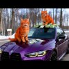 Иконка канала Котозан 999