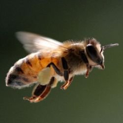 Иконка канала Bee-Fly