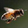 Иконка канала Bee-Fly