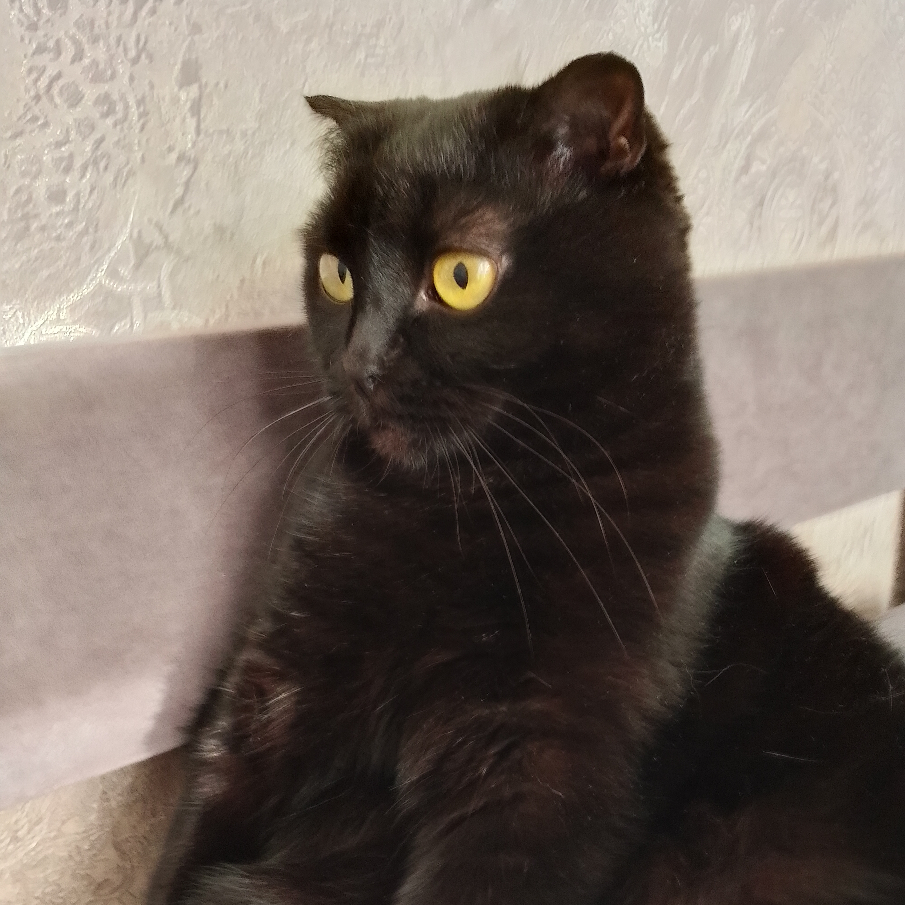 Иконка канала Scrapkaka_котость
