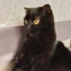 Иконка канала Scrapkaka_котость