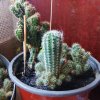 Иконка канала Кактусик 🌵