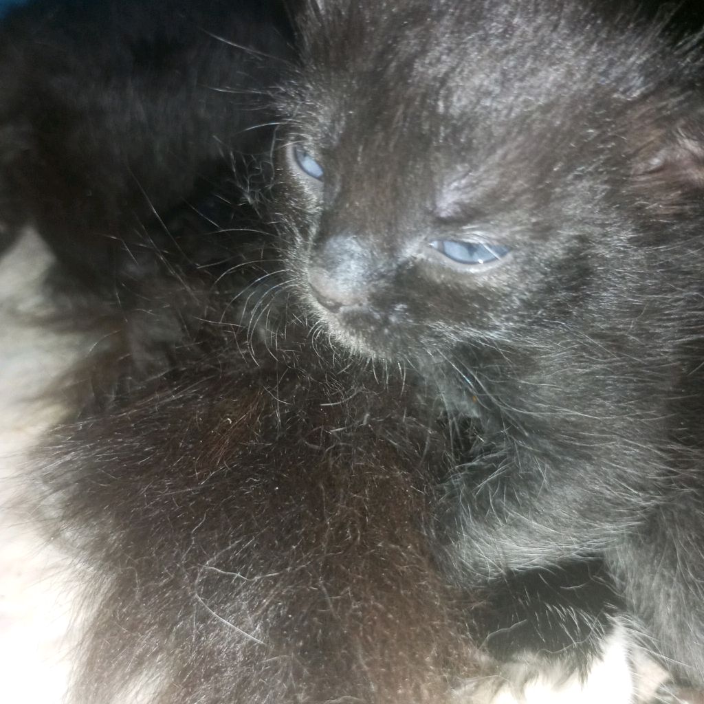 Иконка канала 🥰Котёнок Тв🥰