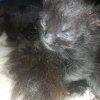 Иконка канала 🥰Котёнок Тв🥰