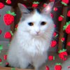 Иконка канала МОU КОТUКU🩷🪷